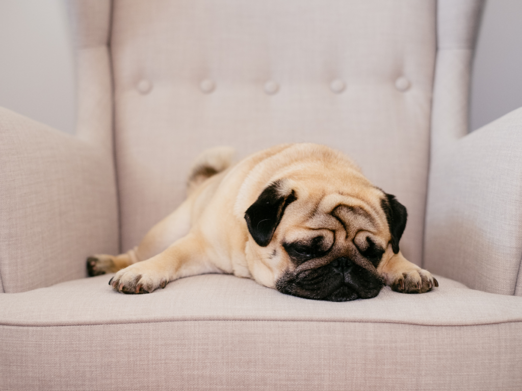 pug sleeping on chair Best Home Services
